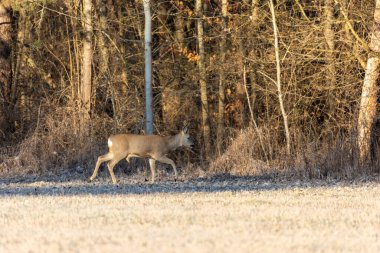 Genç bir çaylak ormanın kenarında koşuyor.