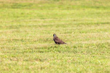 Çimenli bir çayırda şahin