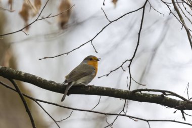 Robin yılın kuşu 2021 'de bir dalda