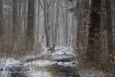 Genç bir çaylak ormanın kenarında koşuyor.