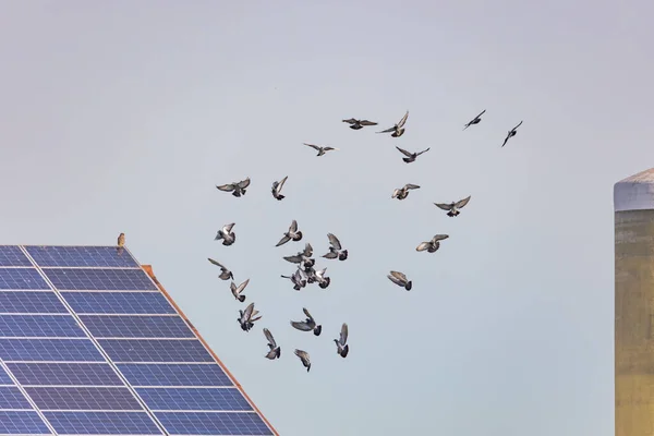 Uno Stormo Piccioni Volanti Davanti Tetto Con Pannelli Solari Cui — Foto Stock