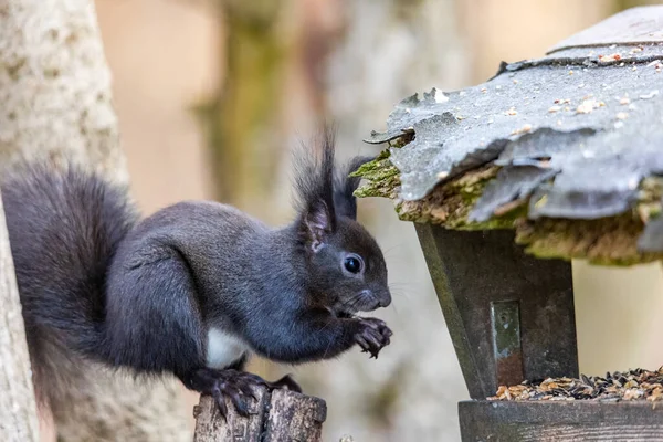 Braunhörnchen Wintermantel Auf Einem Ast Wald — Stockfoto