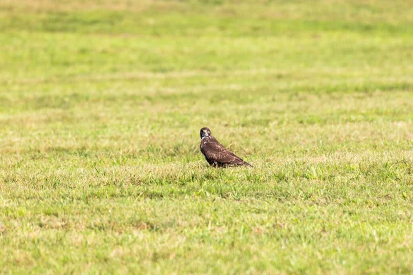 Buzzard Prado Cortado — Fotografia de Stock