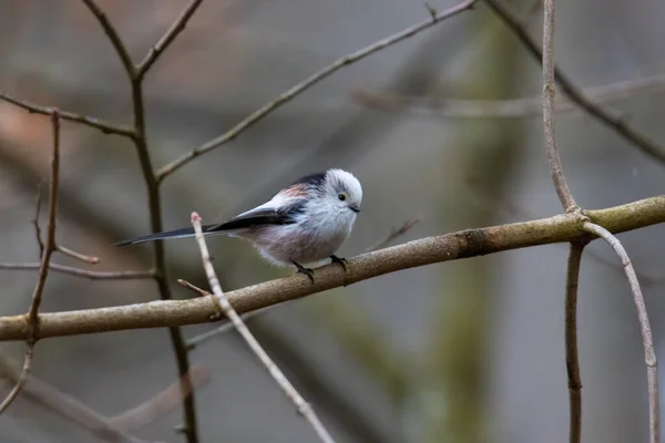 Tail Tit Looking Food Feeder Hanging Branch Forest — Fotografia de Stock