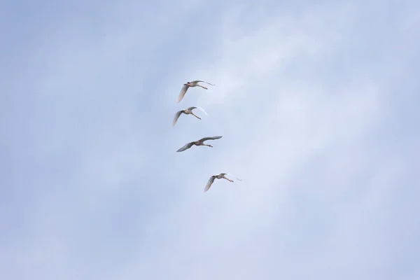 Чотири Молоді Лебеді Летять Формі Хмарному Небі — стокове фото