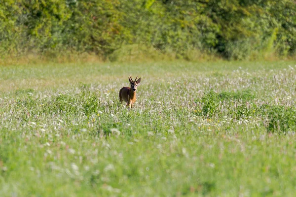 Junges Reh Auf Einer Wiese — Stockfoto