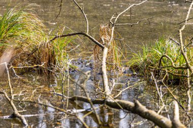 Devrilen bir ağaç, amfibilerin yumurtalarını bıraktıkları göletin kenarlarına doğru çıkar.