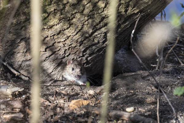 Eine Norwegerratte Blickt Aus Ihrer Höhle Dichten Unterholz — Stockfoto