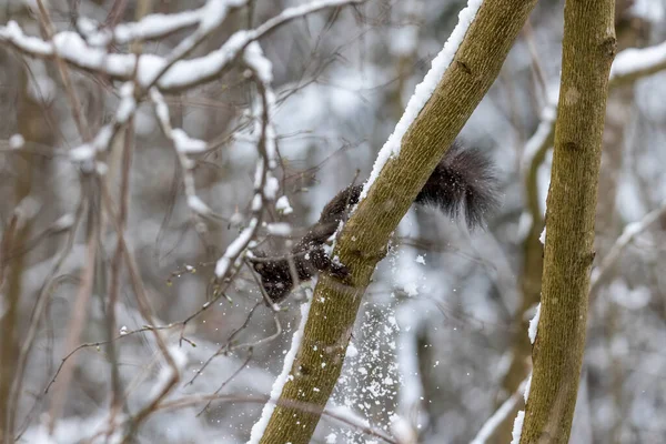 Braunhörnchen Wintermantel Auf Einem Ast Wald — Stockfoto