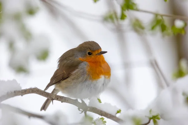 Rotkehlchen Der Vogel Des Jahres 2021 Auf Einem Ast — Stockfoto