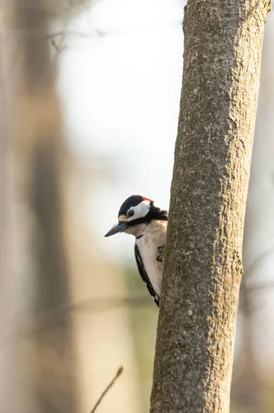 Pájaro Carpintero Moteado Sienta Árbol — Foto de Stock