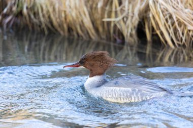 Goosander çifti suda yüzüyor.