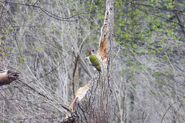 Pájaro Carpintero Moteado Sienta Árbol — Foto de Stock