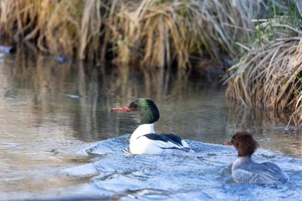 Goosander Pár Koupání Vodě — Stock fotografie