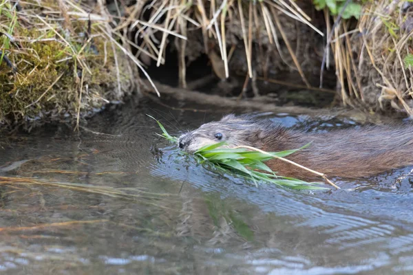 Jeune Rat Musqué Bord Ruisseau Recherche Nourriture — Photo