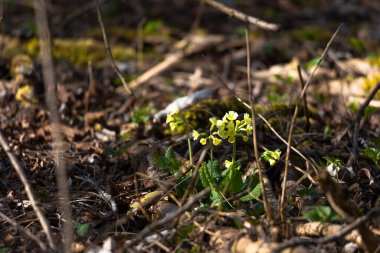 Anahtar çiçekler ormanda açar. 