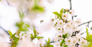 Beyaz çiçekli ve arılı ekşi kiraz ağacı dalları