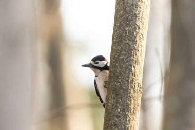 Benekli ağaçkakan ağaçta oturur.