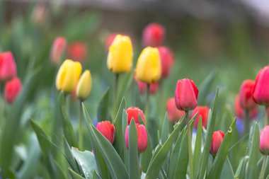 Kırmızı bir sarı lale ve diğer bahar çiçekleri.