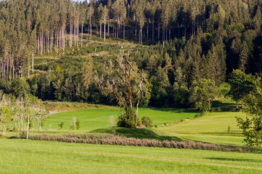 Eski bir Kelt buluşma yerinin tarihi kalıntılarının üzerindeki eski hasta kül ağaçları.