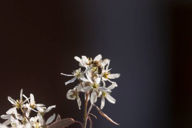 Ağlayan armutun çiçeklerindeki arılar