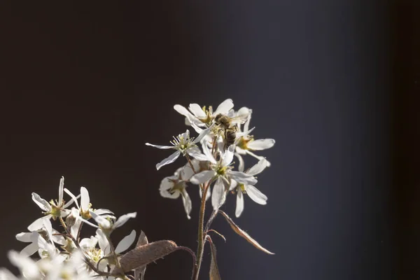 Abeilles Sur Les Fleurs Une Poire Pleureuse — Photo