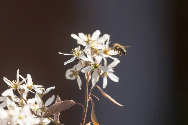 Bienen Auf Den Blüten Einer Weinenden Birne — Stockfoto