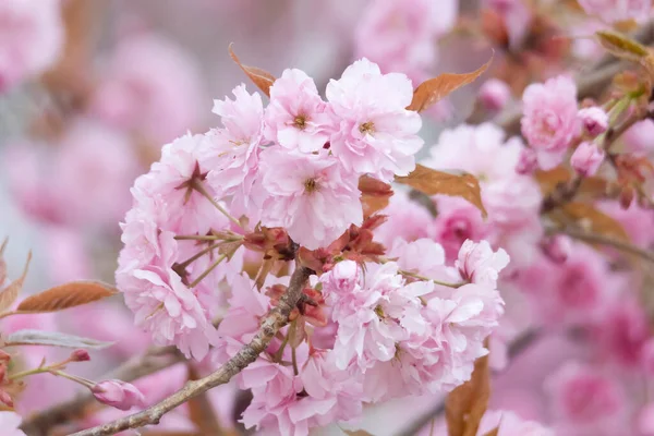 Branches Flowering Ornamental Cische Pink Ornamental Cherry Flowers — Stock Photo, Image