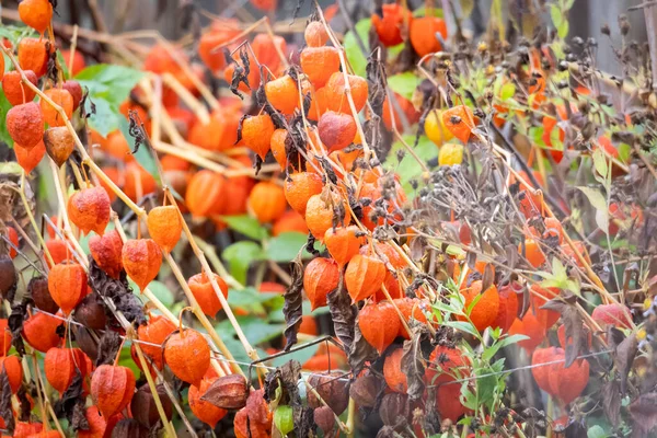 Rote Kelche Mit Aampionblumen — Stockfoto