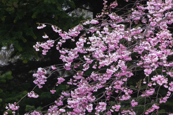 Ramas Cische Ornamental Floreciente Con Flores Cerezo Ornamentales Rosadas — Foto de Stock