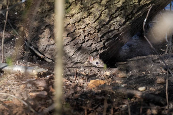 Een Noorse Rat Kijkt Uit Zijn Hol Dicht Struikgewas — Stockfoto