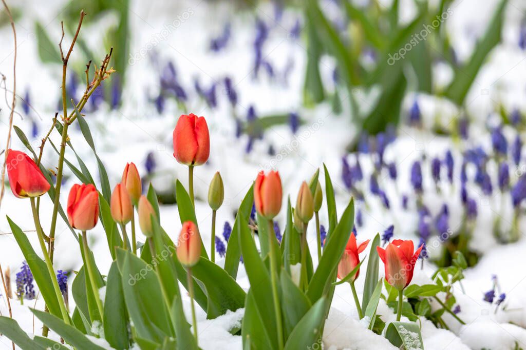 Red tulips and spring flowers in the snow