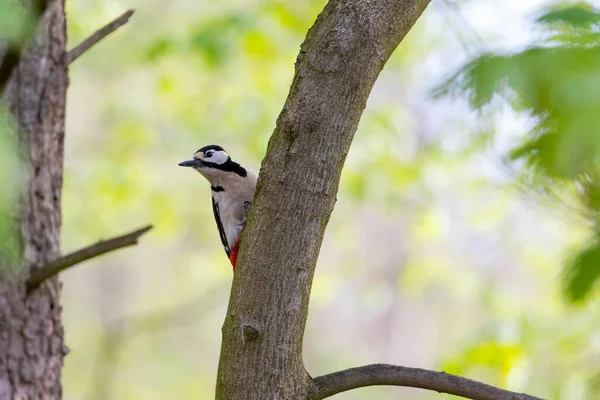 Pájaro Carpintero Moteado Sienta Árbol — Foto de Stock