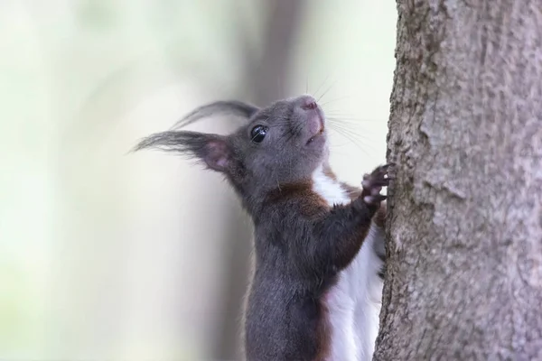 Ein Eichhörnchen Sitzt Zwischen Grünen Blättern Auf Einem Ast — Stockfoto