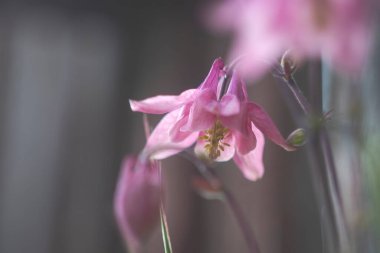 Bulanık bir arkaplan ve sığ bir alan derinliğine sahip bir müktesebatın çiçekleri