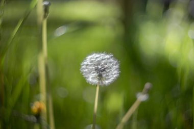 Karahindiba çiçeğinin tohum standı bulanık arka planda sığ alan derinliği