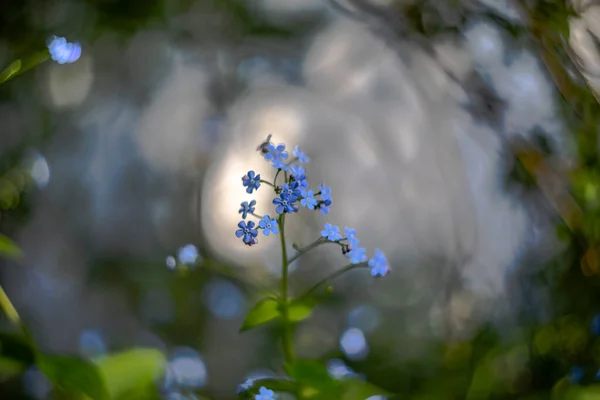 Bulanık Bir Arkaplan Karşısında Kafkasya Unutma Beni Çiçekleri — Stok fotoğraf