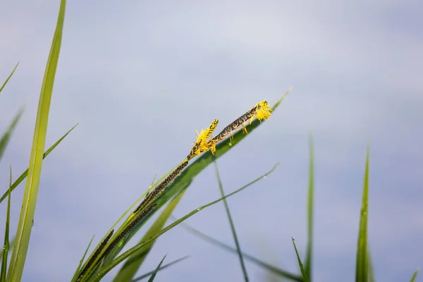 Rushes Aan Rand Van Een Beek Bloeien Het Voorjaar — Stockfoto