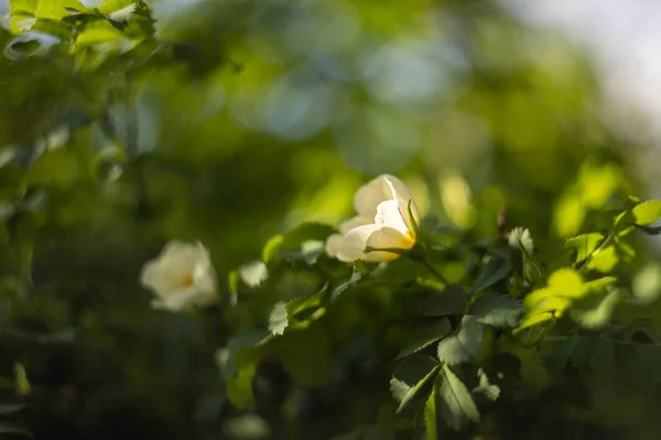 Flower Bibernell Rose Sunlight Blurred Background — Stock Photo, Image