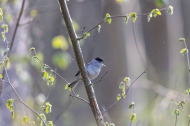 Ormanda bir siyah başlık bulanık bir arka planda dalda şarkı söylüyor.