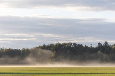 Ormanın kenarındaki bir çayırda sis var.