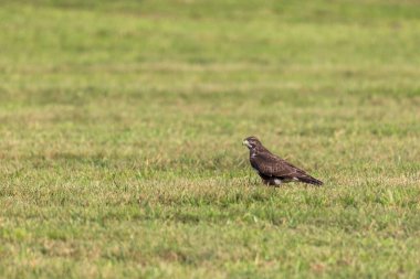 Çimenli bir çayırda şahin