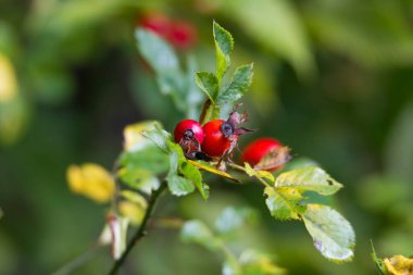 bir dalda parlayan kırmızı gül kalçaları