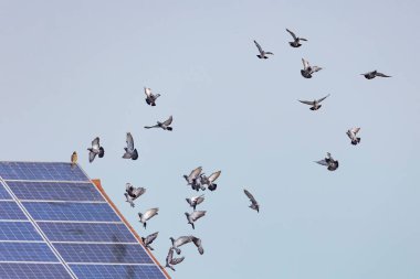 Üzerinde şahin oturduğu güneş panelleri olan bir çatının önünde uçan güvercin sürüsü.