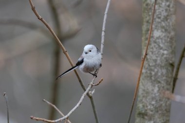 A tail tit looking for food at a feeder hanging from a branch in the forest