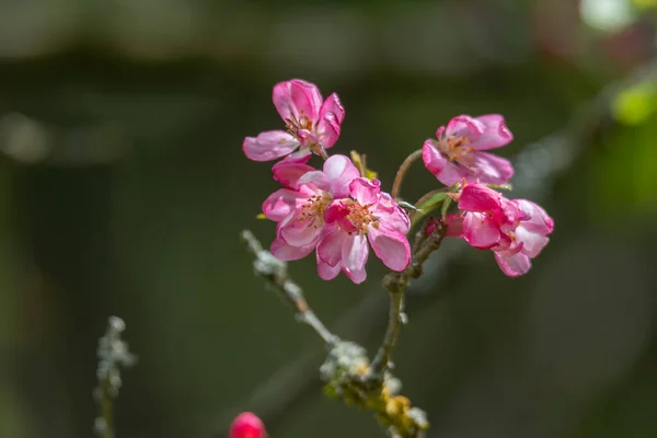 Pink Blooming Apple Blossoms Tree — Stock Photo, Image