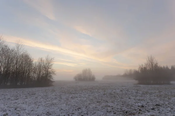 Схід Сонця Над Засніженим Лугом Кущем Туманом Взимку — стокове фото
