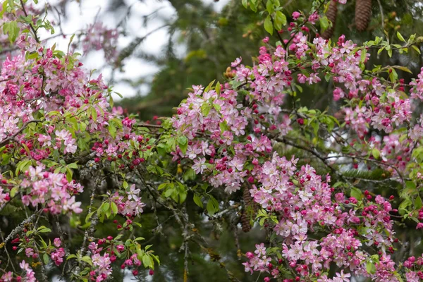 Pink Blooming Apple Blossoms Tree — Stock Photo, Image