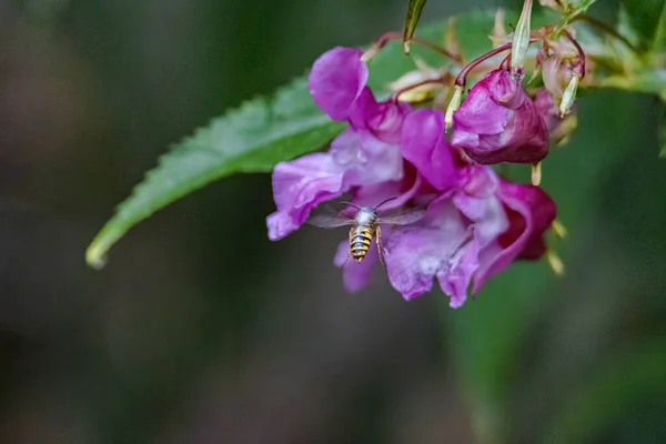 Wespe Auf Einer Lila Gefärbten Blume — Stockfoto