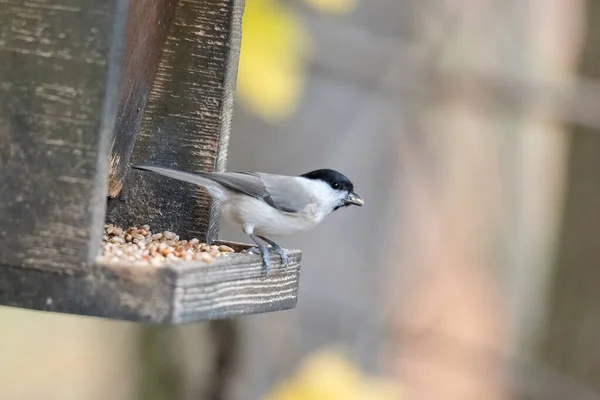 Saule Tit Sur Une Branche — Photo